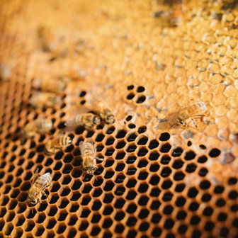 bijen op honingraat, the Honey Collection Nieuw Zeeland