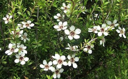 Manuka flowers aan manuka struik nieuw Zeeland