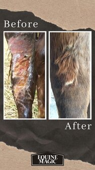 Equine Magic Manuka honing Wondzalf foto toepassing Equine Magic op beenwond paard
