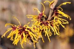 Bloem Hamamelis, With hazel, toverhazelaar